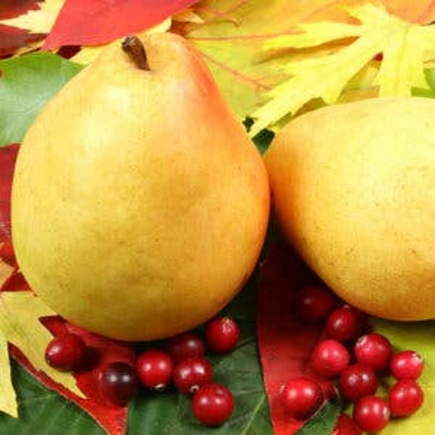 Cranberry Pear White Balsamic Vinegar