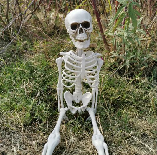 Realistic Halloween Skeleton