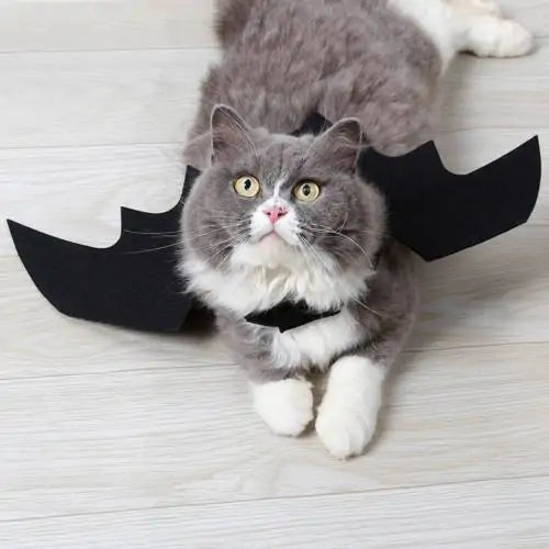 Disfraz de Halloween para mascota