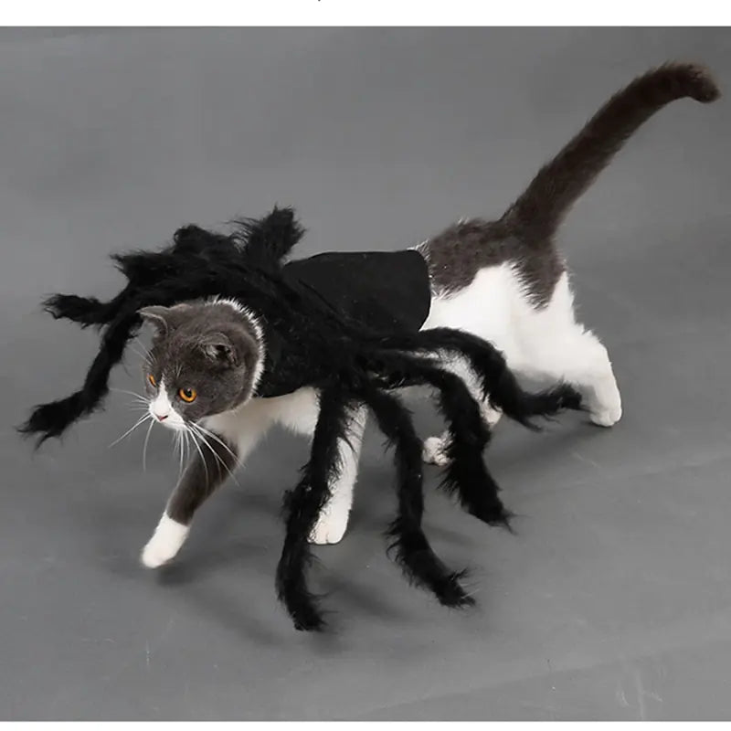 Disfraz de araña para Halloween para mascotas